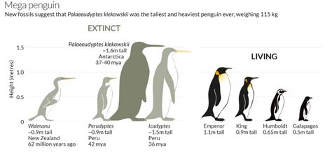 mega penguin|antarctic penguin facts.
